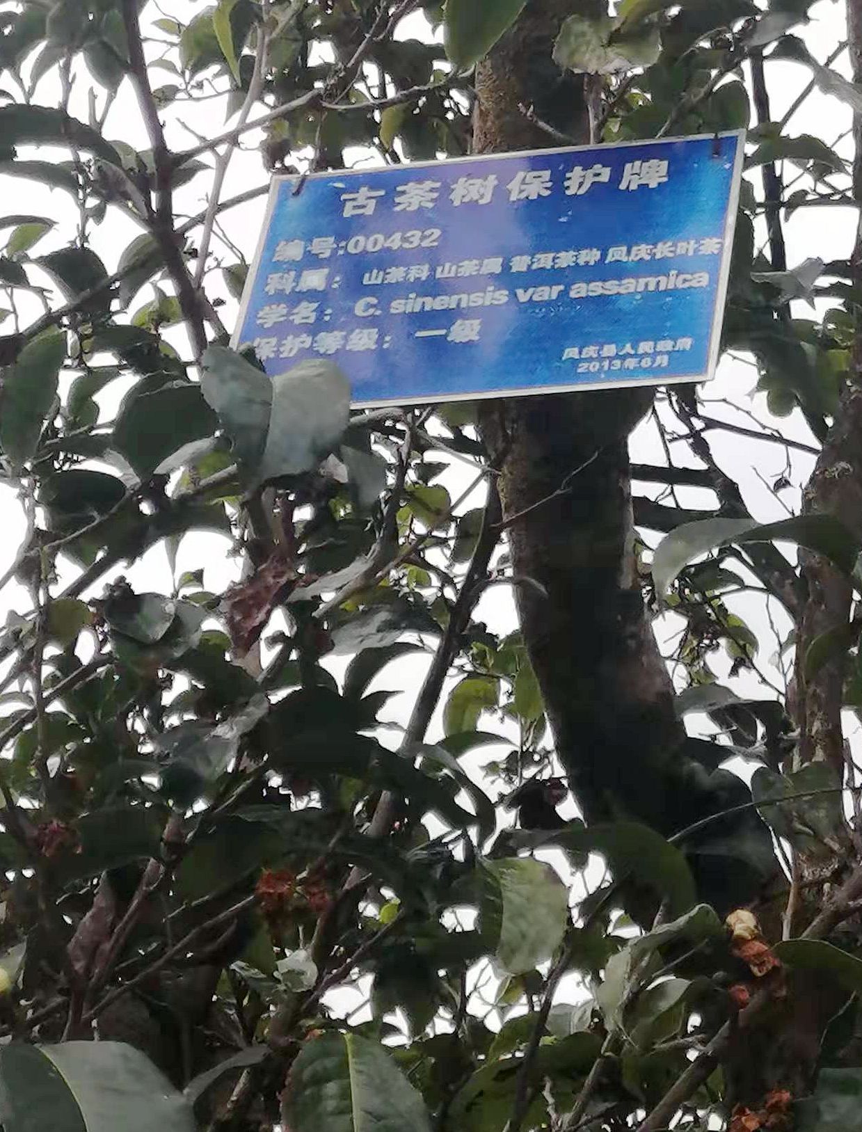 2024临沧凤庆红茶节(3)‖ 掐一缕“春”,带回家去煲汤喝(下)