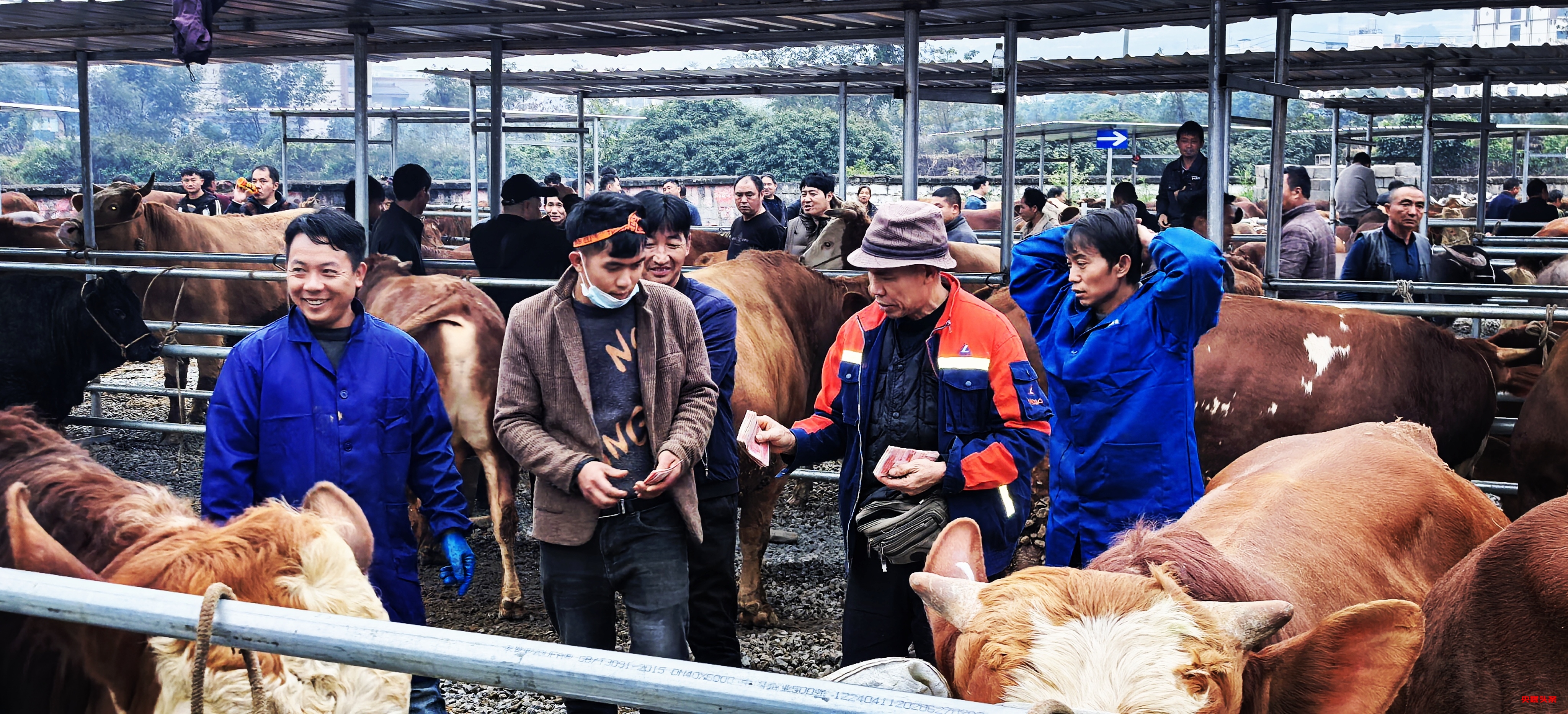 云南新平:戛洒镇牲畜市场新春焕新颜,养殖户共绘乡村振兴蓝图