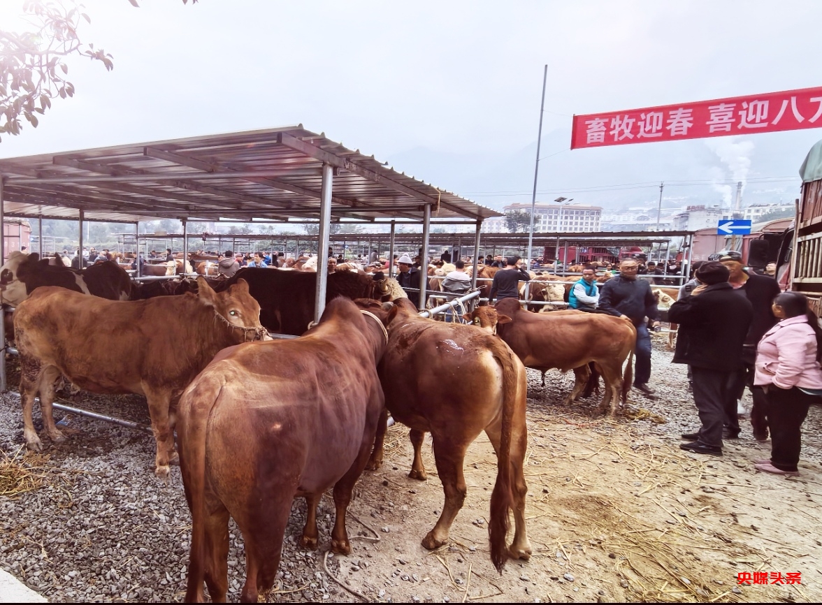 云南新平:戛洒镇牲畜市场新春焕新颜,养殖户共绘乡村振兴蓝图