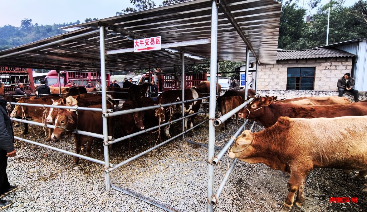 云南新平:戛洒镇牲畜市场新春焕新颜,养殖户共绘乡村振兴蓝图