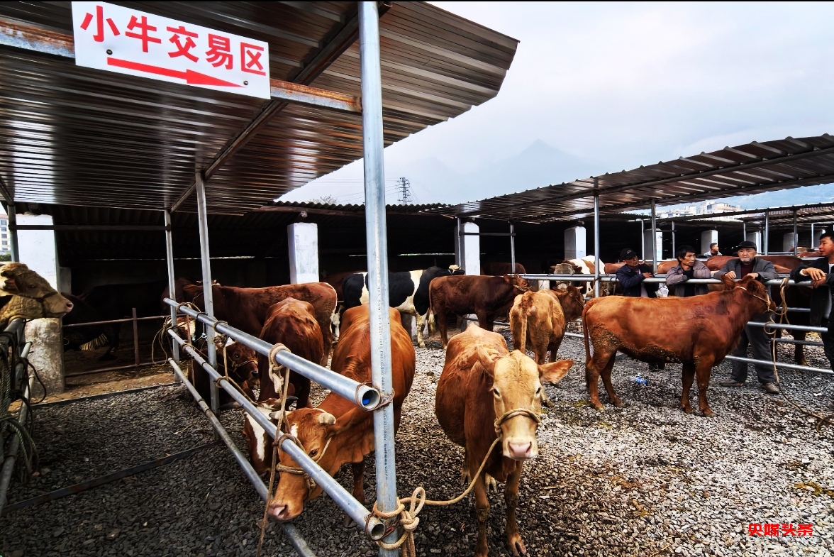 云南新平:戛洒镇牲畜市场新春焕新颜,养殖户共绘乡村振兴蓝图