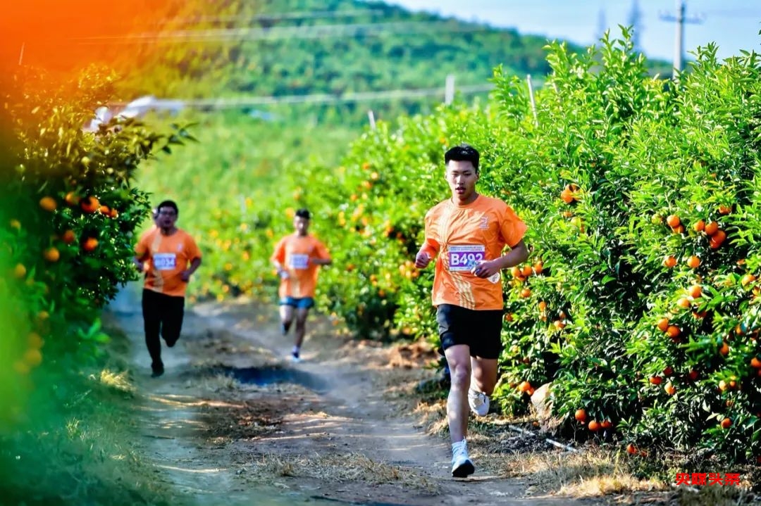 万亩桔香,千人畅跑:2025大理乡愁马拉松年度接力赛宾川站开跑