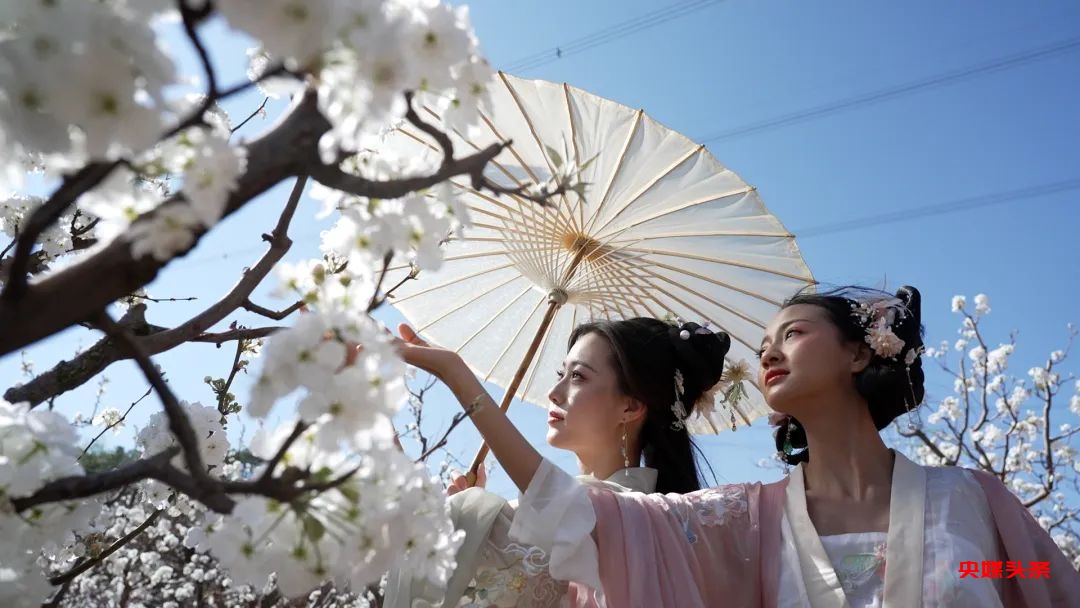 “旅居云南·慢享时光”‖梨花如雪漫西翥,花开五华动春城(上)