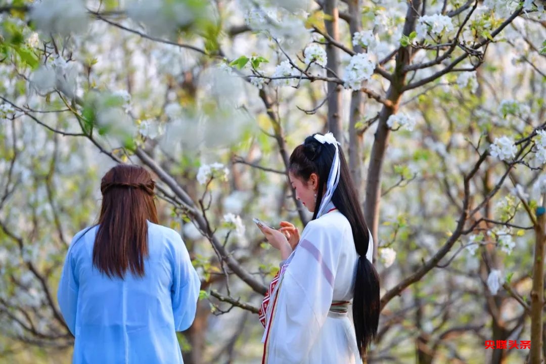 “旅居云南·慢享时光”‖梨花如雪漫西翥,花开五华动春城(上)