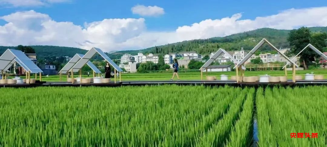 “旅居云南·慢享时光”‖梨花如雪漫西翥,花开五华动春城(上)