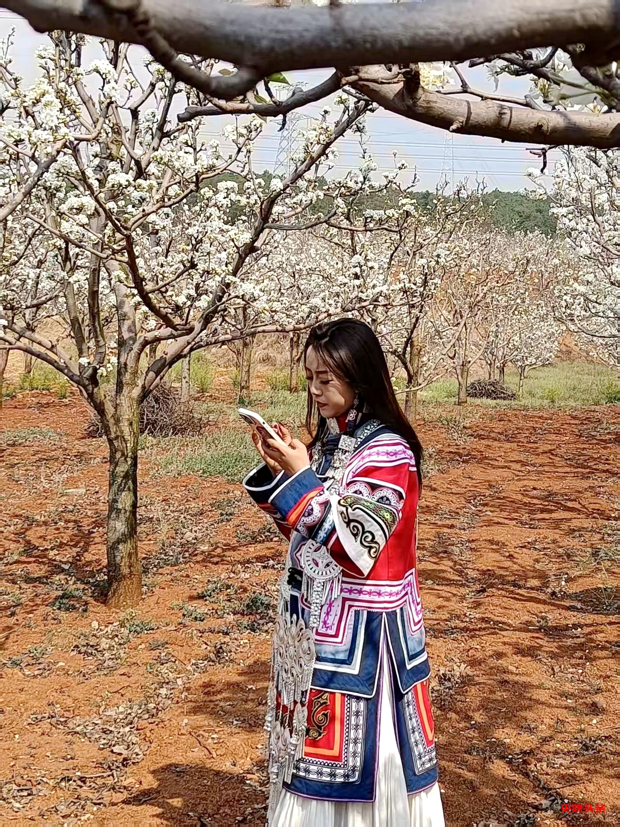 “旅居云南·慢享时光”‖梨花如雪漫西翥,花开五华动春城(上)
