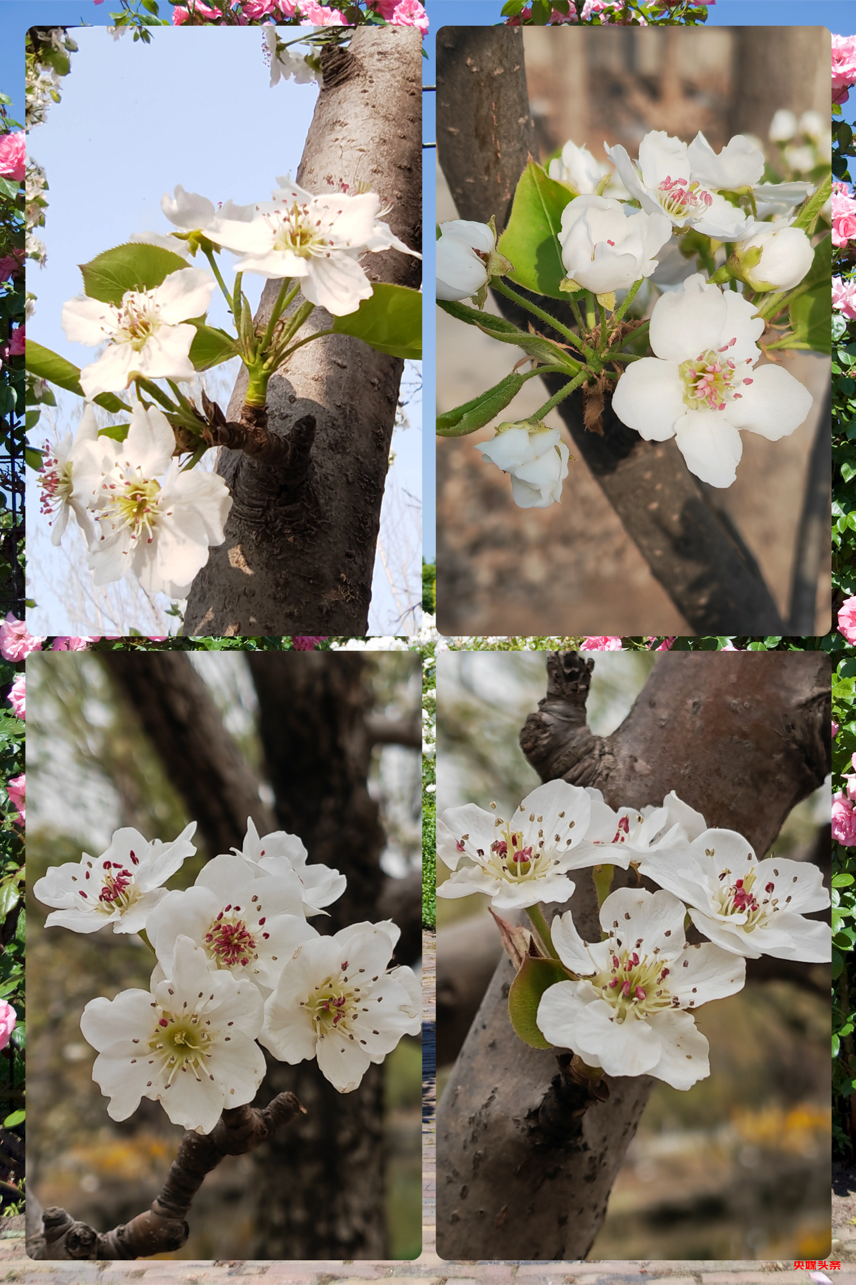 “旅居云南·慢享时光”‖梨花如雪漫西翥,花开五华动春城(上)