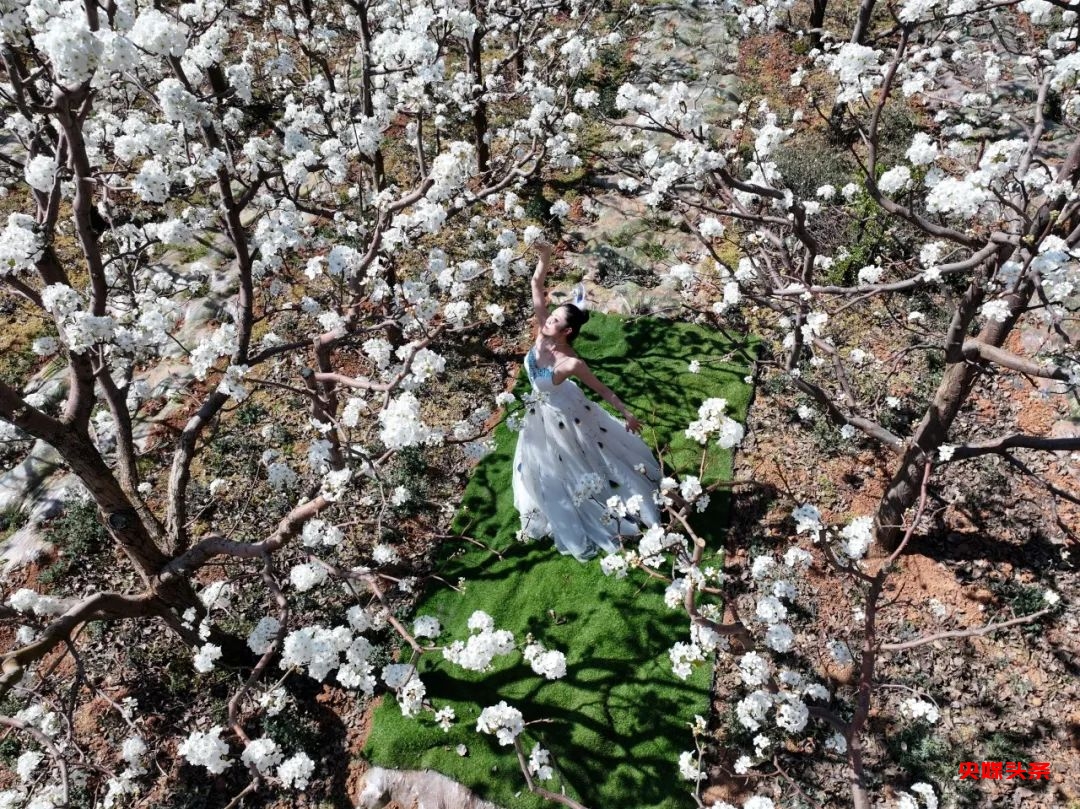 “旅居云南·慢享时光”‖梨花如雪漫西翥,花开五华动春城(下)