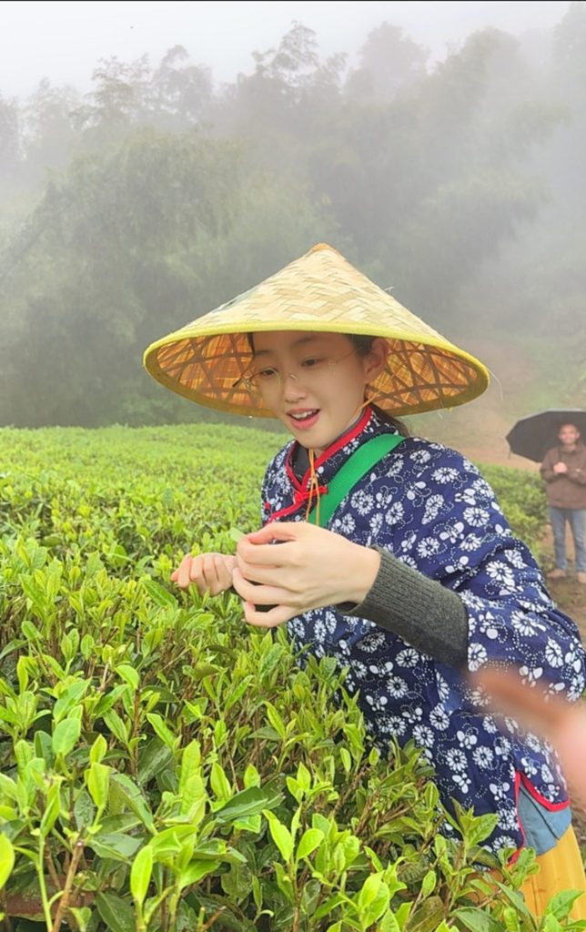 洪紫千:福鼎白茶越老越值钱?
