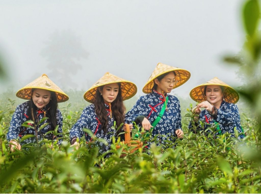 洪紫千:福鼎白茶越老越值钱?