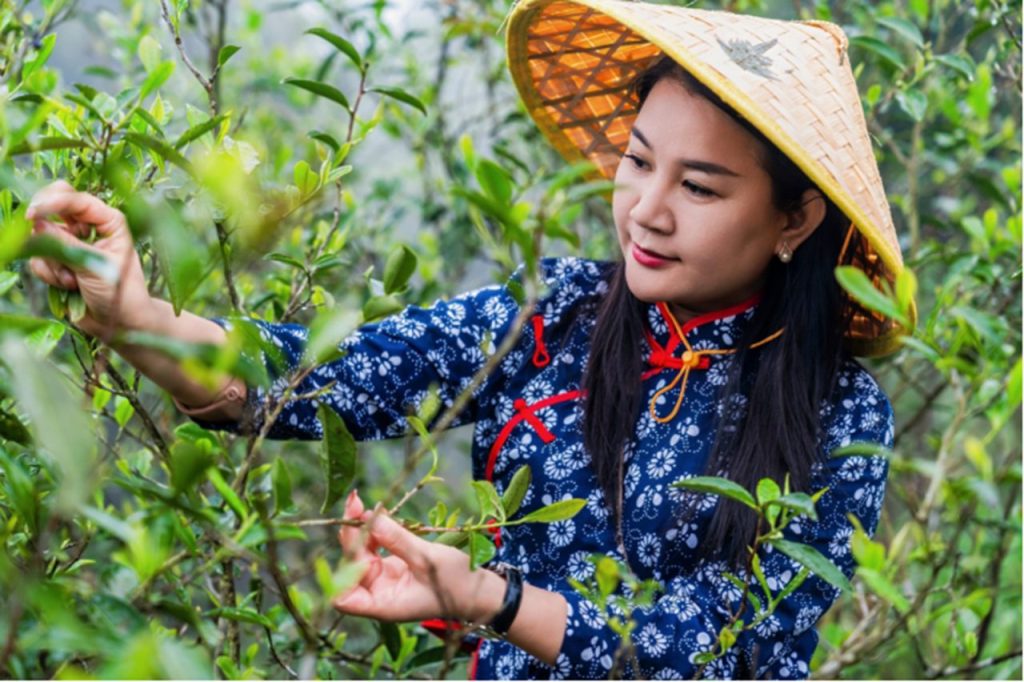 洪紫千:福鼎白茶越老越值钱?