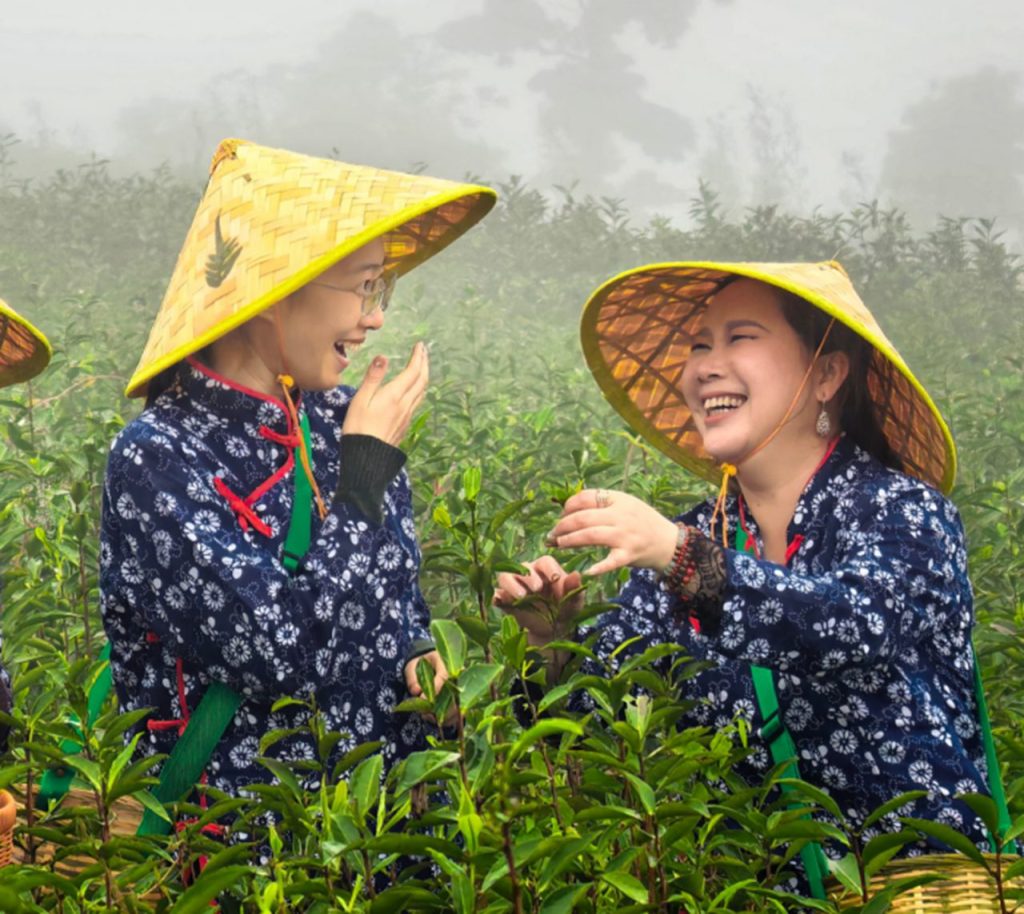 洪紫千:福鼎白茶越老越值钱?