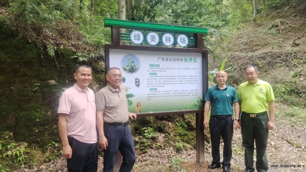 微生物发酵赋能药食同源:乐昌竹筒粽演绎杜仲叶新质生产力传奇