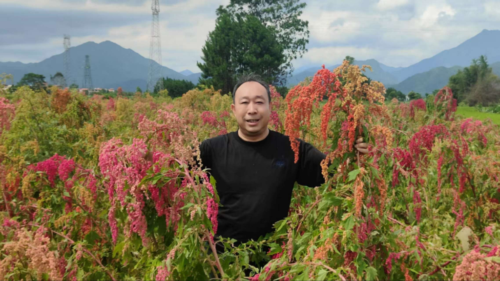 微生物发酵赋能药食同源:乐昌竹筒粽演绎杜仲叶新质生产力传奇