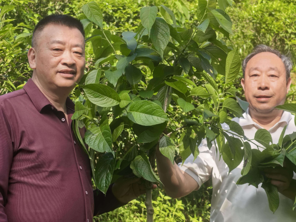 微生物发酵赋能药食同源:乐昌竹筒粽演绎杜仲叶新质生产力传奇